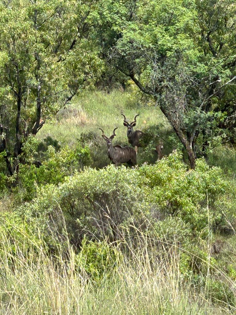 Commercial Property for Sale in Swartruggens North West